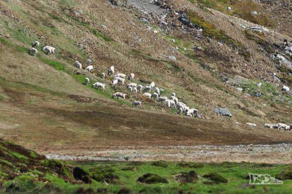 Manada de renas em Ocean Harbour, na Geórgia do Sul